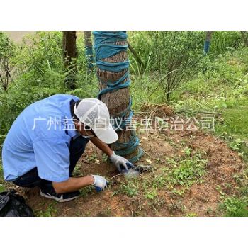 增城绿化树木治白蚁