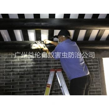 广州祠堂杀灭白蚁工程